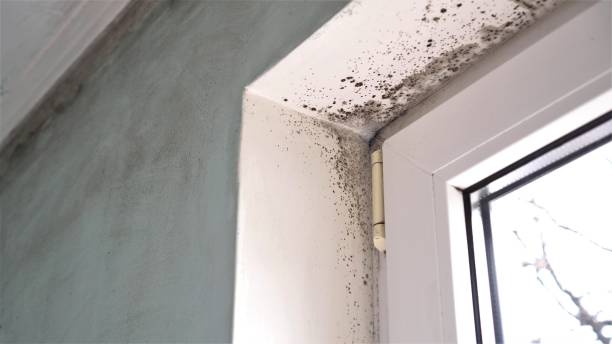 Best Basement Mold Removal  in Grayson Vley, AL